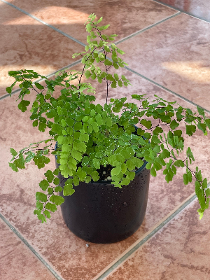 죽어가던 아디언텀 살리기