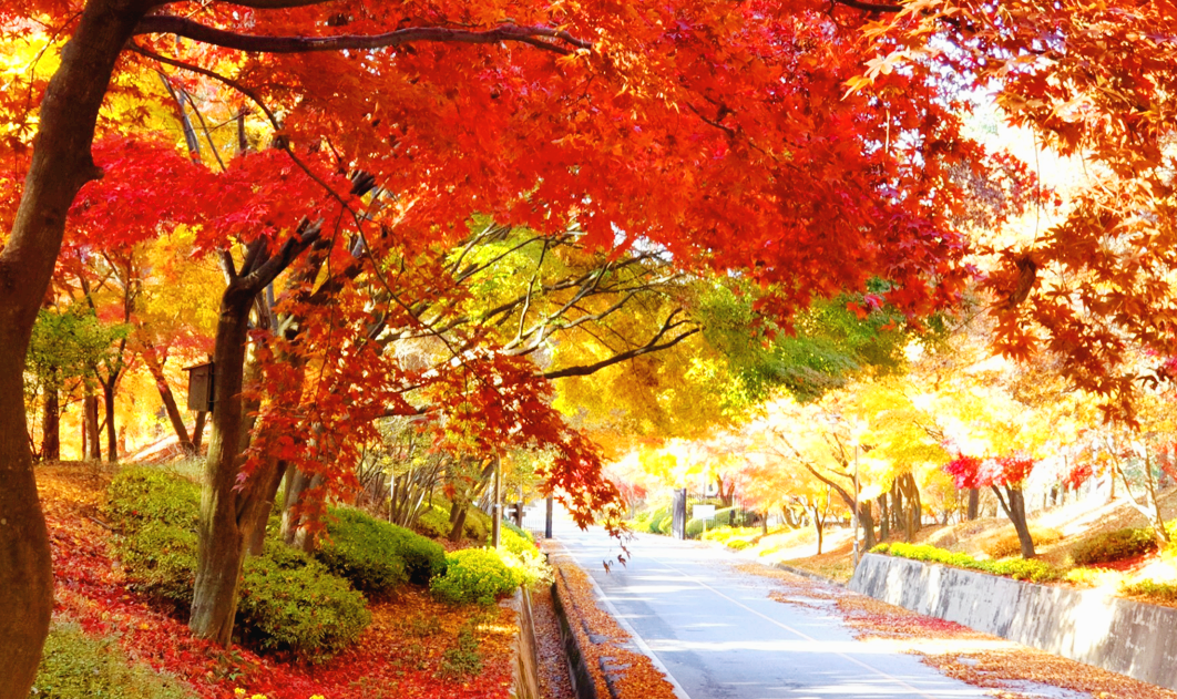 붉게 물든 단풍