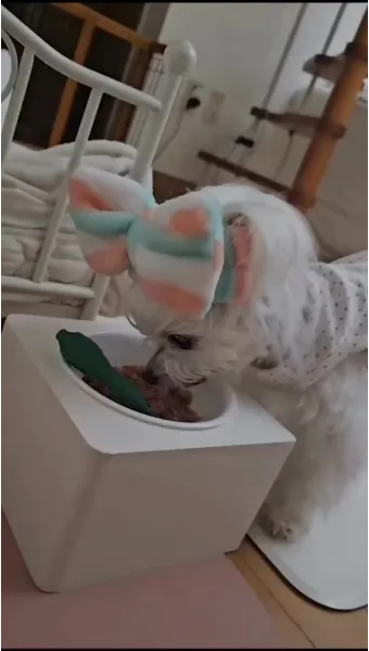 노령견 신부전2기 자연식 화식 레시피 건강식_20