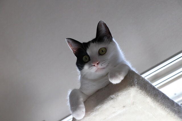고양이 캣타워 필요한 이유 4가지