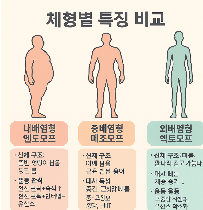 세 가지 체형 타입을 비교하는 인포그래픽