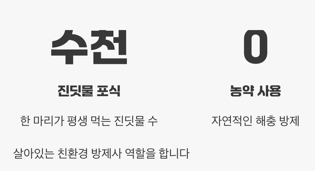 점 개수가 나이라고? 무당벌레 점에 대한 당신이 몰랐던 5가지 진실