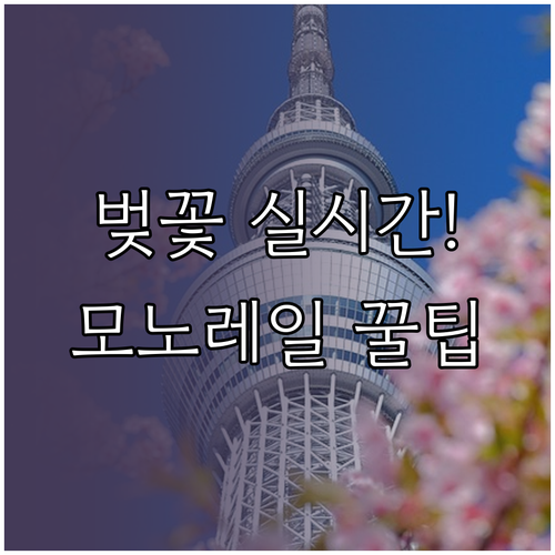 예산 벚꽃 실시간 개화 상황 및 예당..