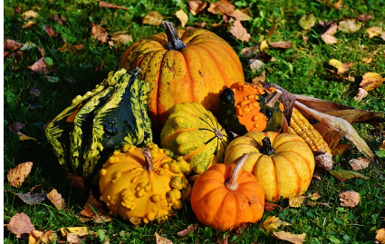 호박의 영양가와 재배 조건, 다양한 종류