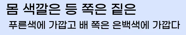  몸 색깔은 등 쪽은 짙은 푸른색에 가깝고 배 쪽은 은백색에 가깝다.