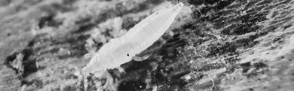 총채벌레 고추, 꽃 피해