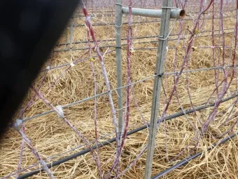 복분자 재배 지주 세우기 가지치기 병해 예방_12