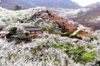 광양 매화축제기간 주차장 개화상황 2025년