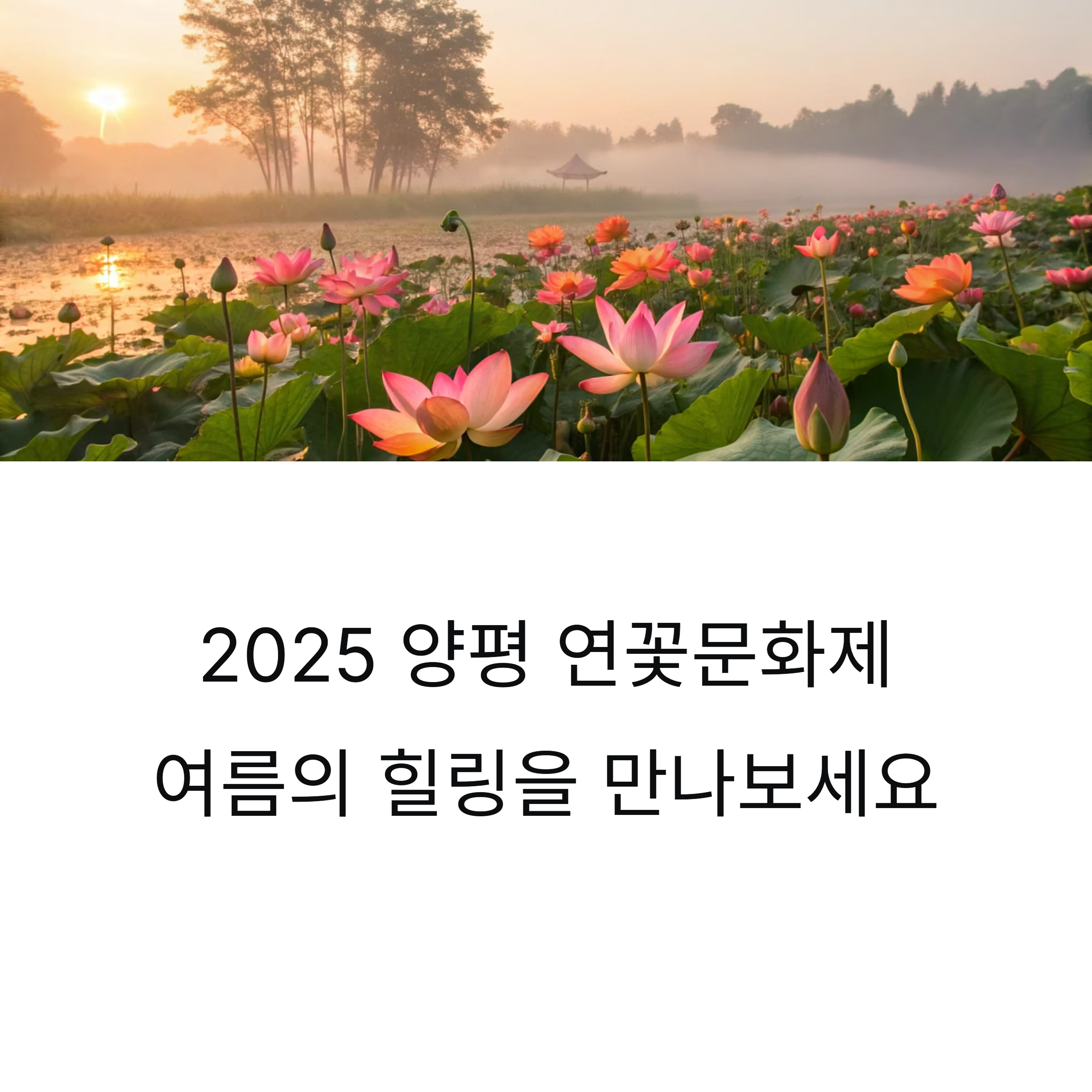 2025 양평 연꽃문화제 세미원에서 만나는 여름 정원 속 힐링 축제