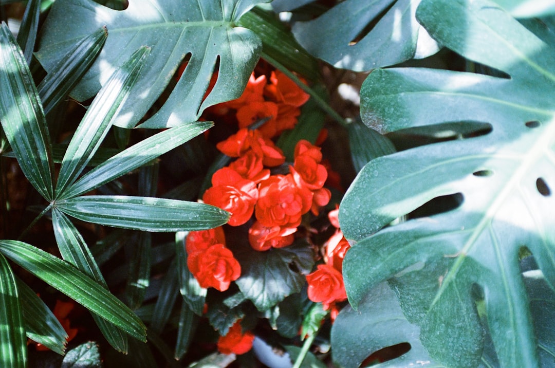 Boswellia