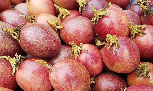 생방송오늘저녁 전남 고흥 부부의 파란만장 달콤한 인생 백향과 전국 택배 온라인 전화 주문 추천