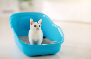 화장실에서 배설하고 있는 고양이