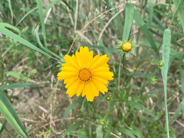 함안 악양생태공원 금계국 개화 시기와 사진 촬영 팁_4