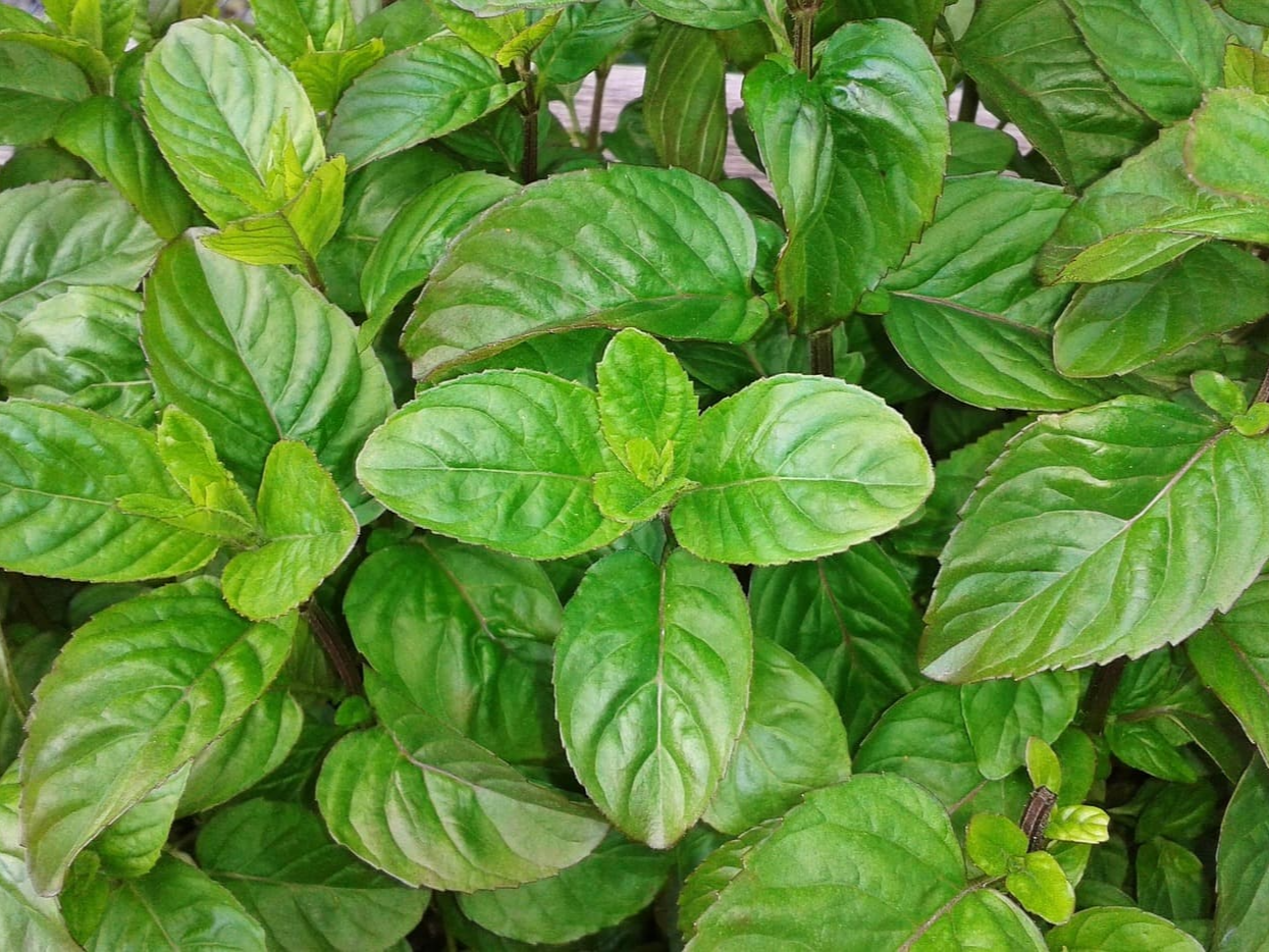 바질 씨드의 포만감