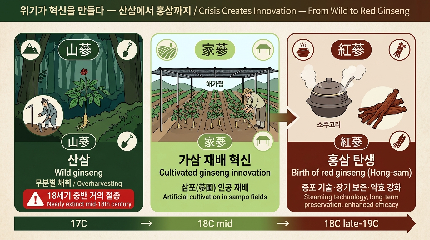 산삼&rarr;가삼&rarr;홍삼 진화 타임라인