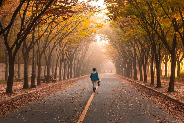 울창한 나무가 있는 길을 걷고 있는 사람의 모습
