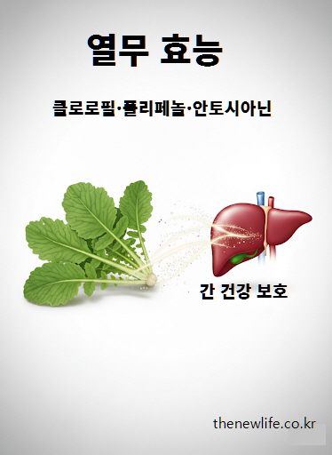 열무 효능 – 클로로필과 폴리페놀, 안토시아닌으로 간 건강과 해독 작용에 도움