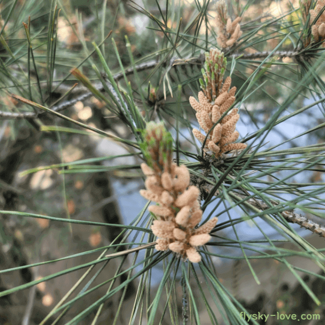 송화(소나무꽃) 특징