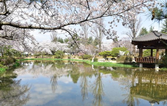 경주 벚꽃
