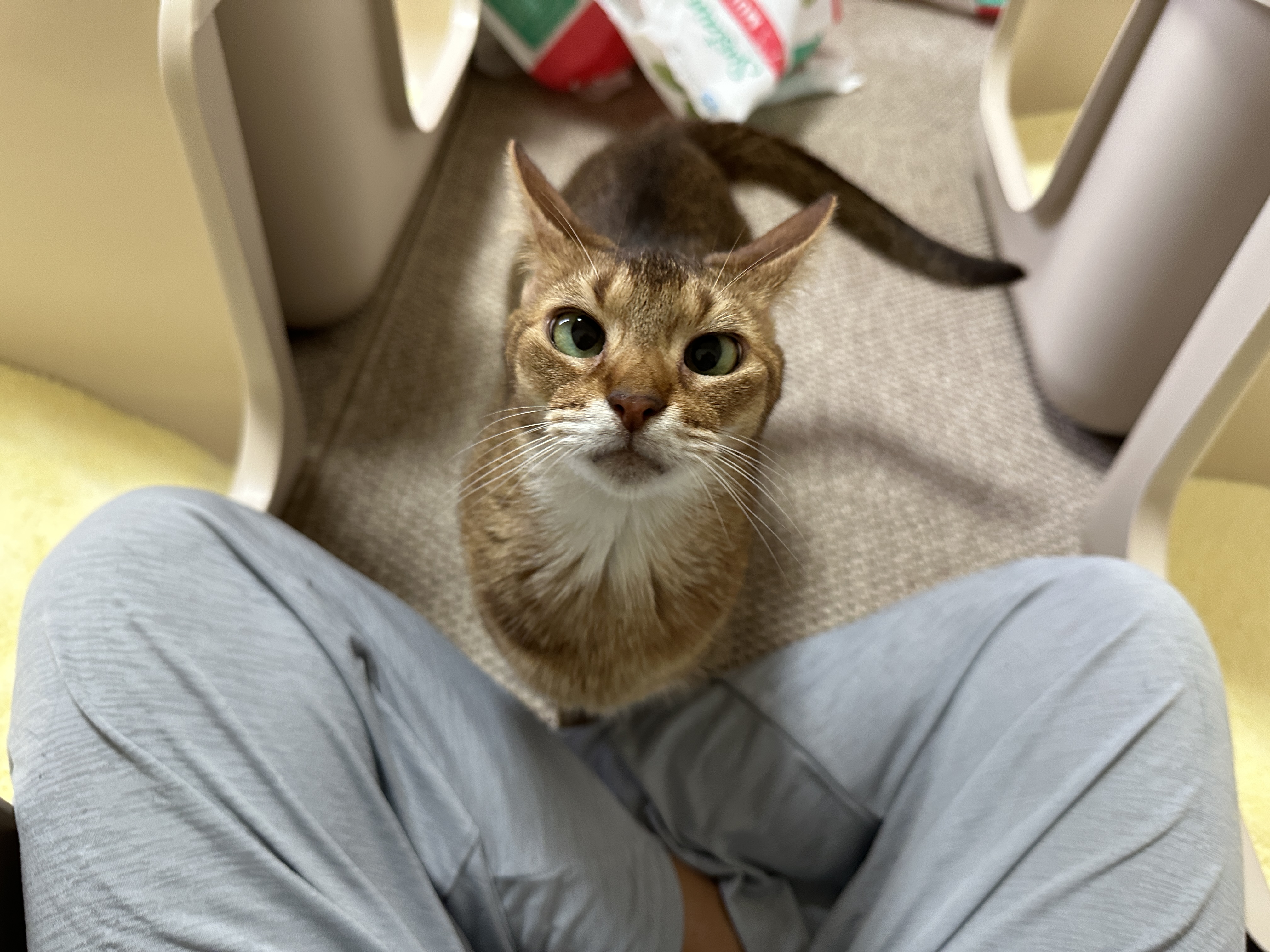 5월의 고양이들 화장실 모래 전체 갈이 (feat. 건이, 루디, 루나)