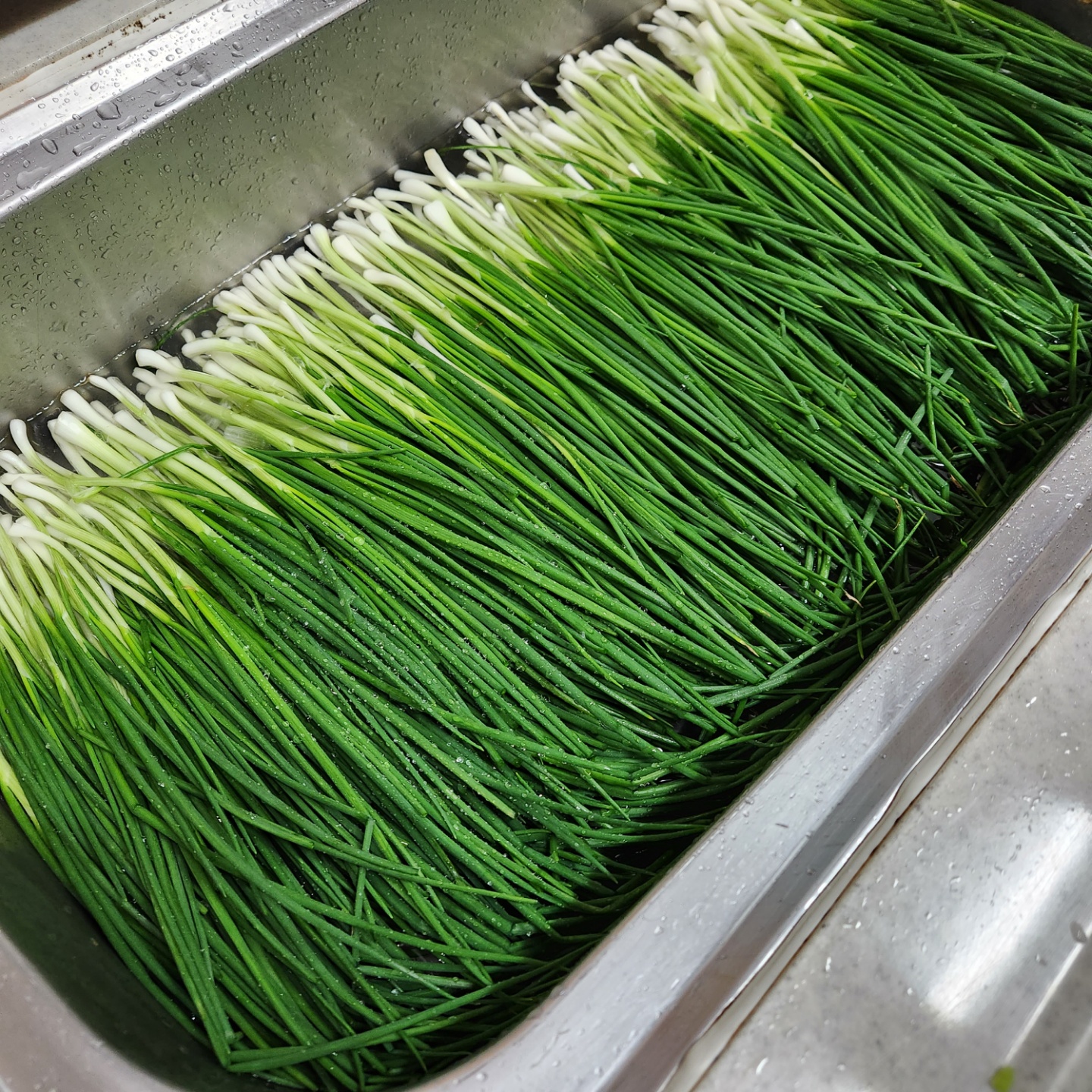 손질쪽파 쪽파 다듬기 쪽파 냉동보관 깐쪽파 보관 쪽파얼리기 쪽파오래보관법 쪽파 손질 쪽파 손질법 오징어강회 초장에 콕 맛있는 쪽파요리와오징어손질법