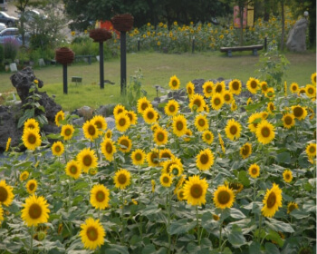 태백 해바라기 축제_20