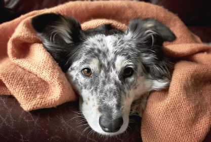 누워있는 강아지