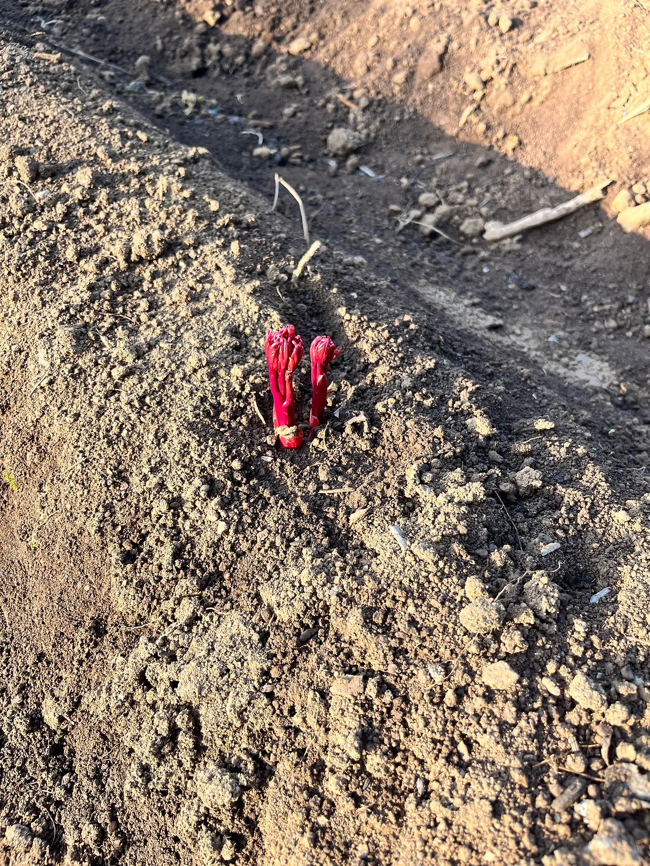 환호작약 뜻 유래 의미 기쁨 고사성어_4