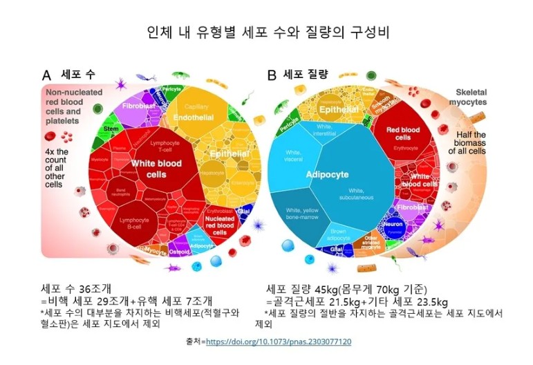 인체 내 세포수와 질량의 구성비 @DOI Foundation