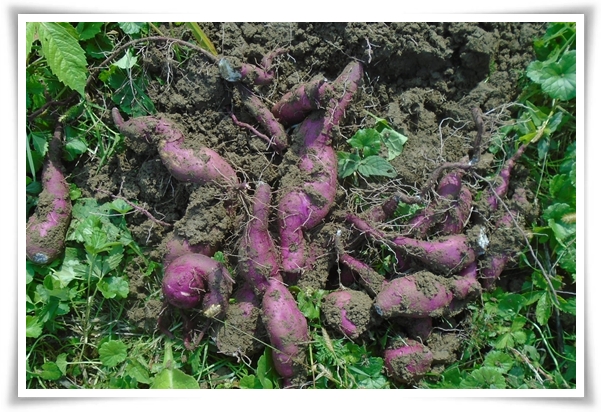 "9월, 고구마 수확 해야죠?" 고구마 수확의 황금 시기와 비밀 노하우!