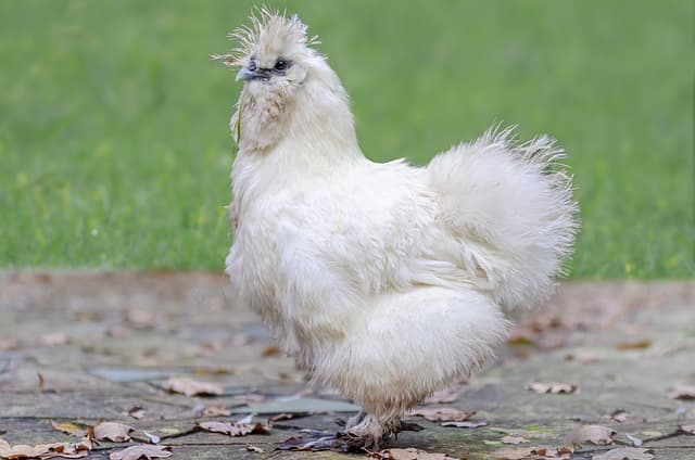 닭은 걸을 때 왜 고개를 흔들까? 닭의 걸음걸이에 숨은 과학