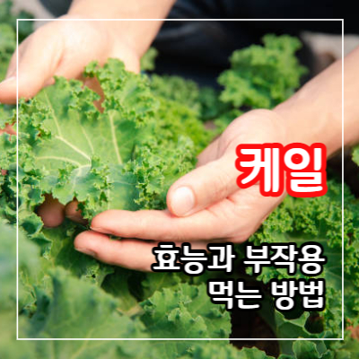 케일 효능15가지와 부작용 및 먹는 방법