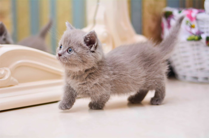 먼치킨-고양이-무료분양-성격과-특징