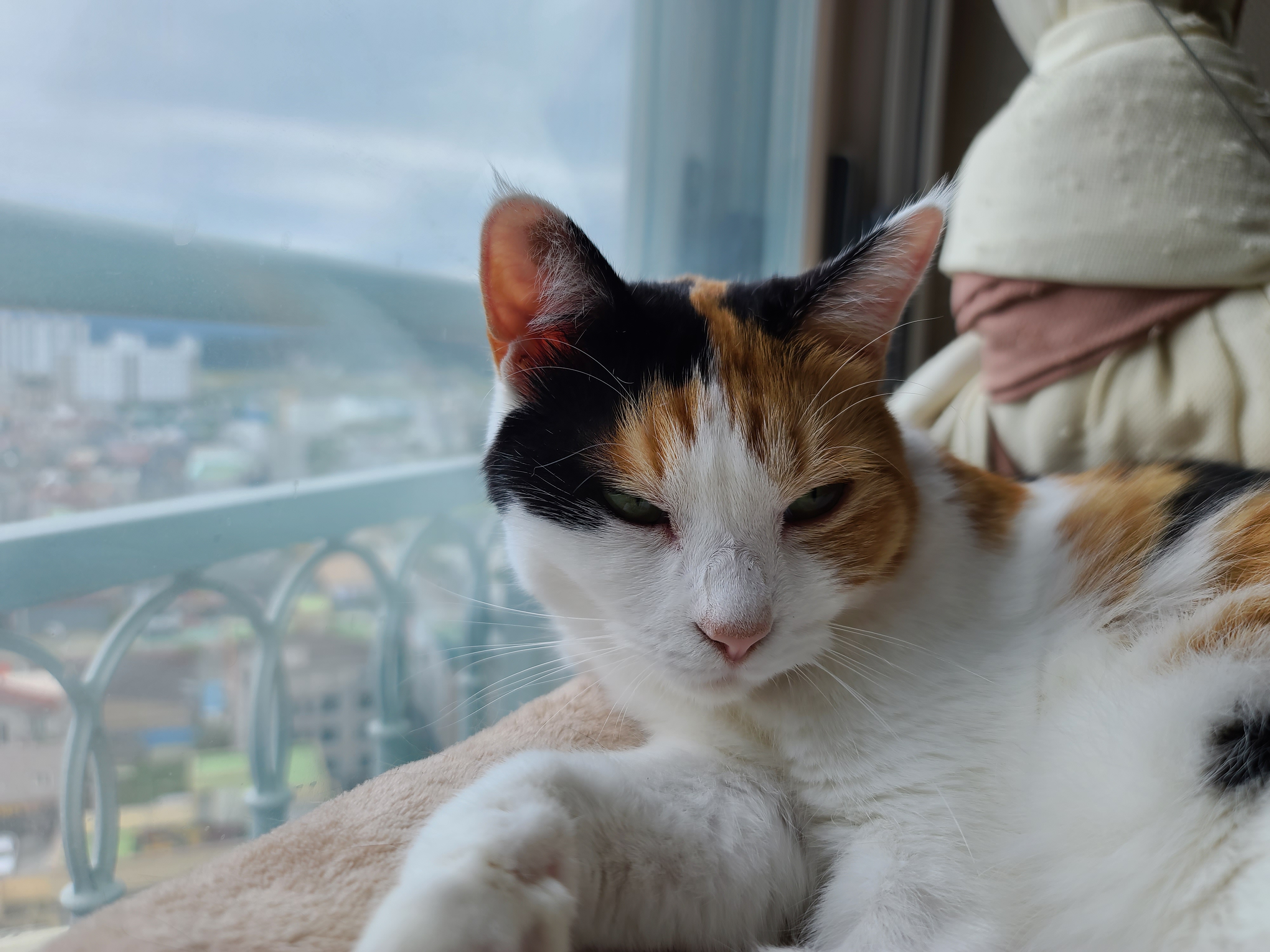 즐거운 추석! 우리 아홉냥이들 추석인사 받고 가세요~!