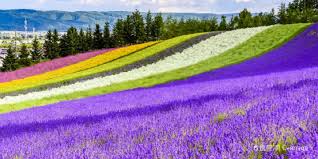  비에이 &amp; 후라노 라벤더와 청의 연못이 있는 곳 사진(출처:트립닷컴)