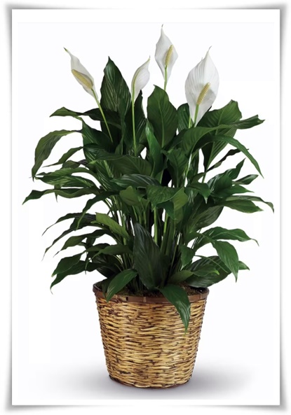 화초 "리시안셔스" 장미인 듯 장미 아닌 변치 않는 사랑의 꽃!