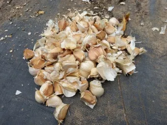 마늘 심는 시기 품종선택 비닐멀칭 웃거름 녹병 예방법_14