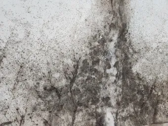 장마철 곰팡이 제거방법 꿀팁 정리 완벽 가이드_10