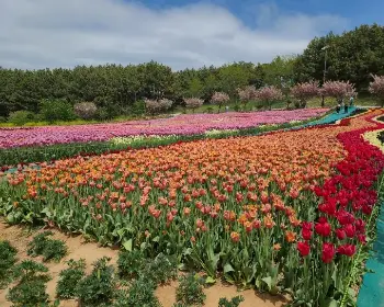 태안 튤립축제_17