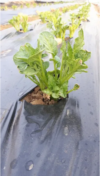 감자 재배 심는간격 상토 선택 배수 관리_6