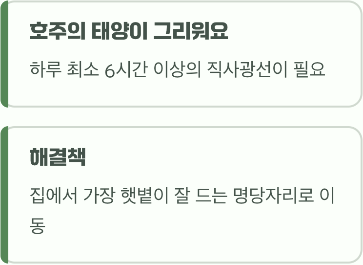 가장 흔한 범인, 햇살 도둑