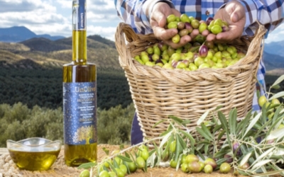 올리브유 이미지