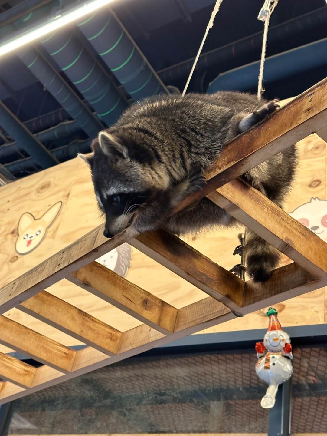 하남 쥬라리움 라쿤 먹이주기 체험