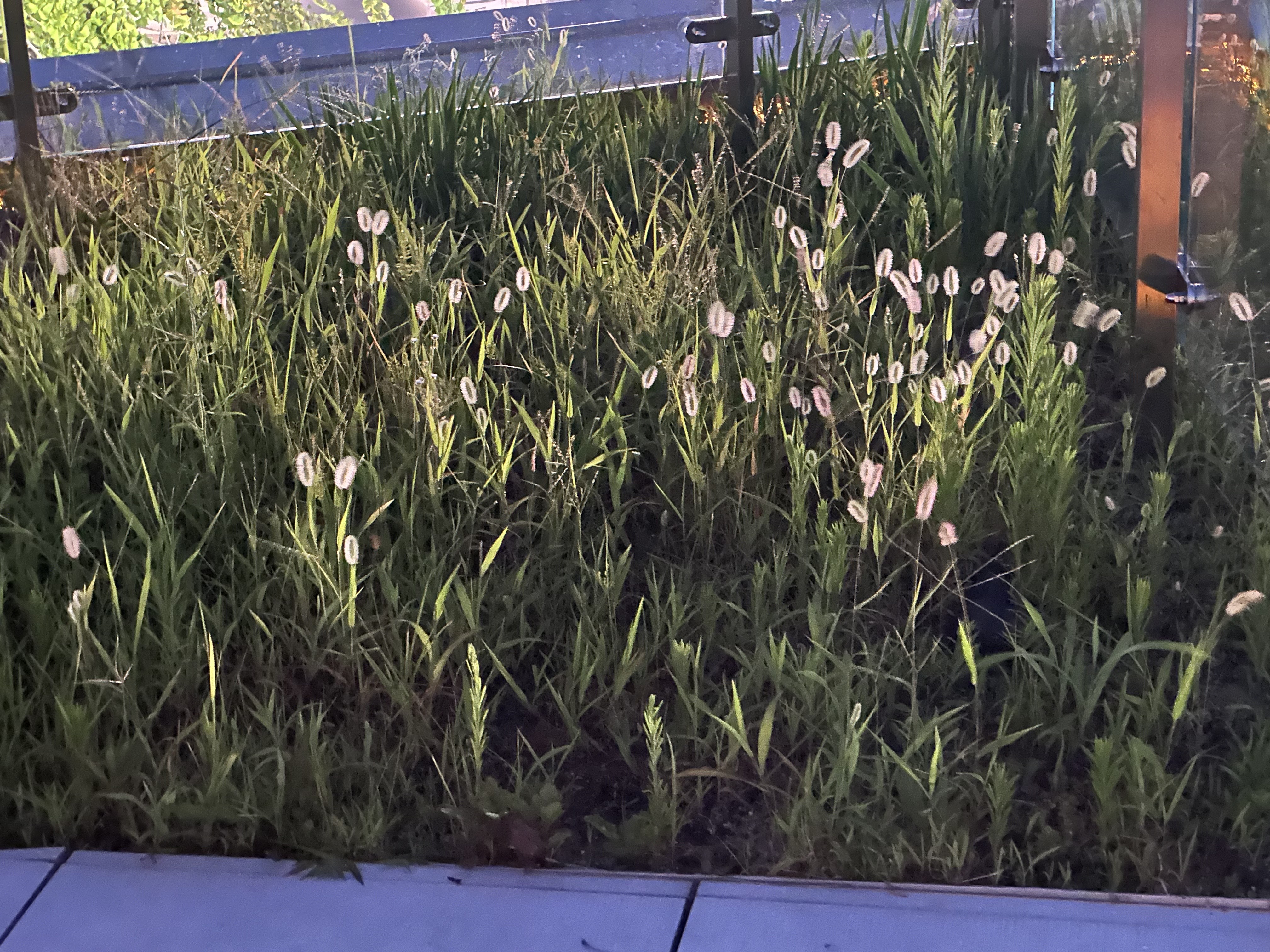 세실마루 강아지풀