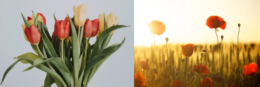 월별 탄생화 탄생화 꽃말