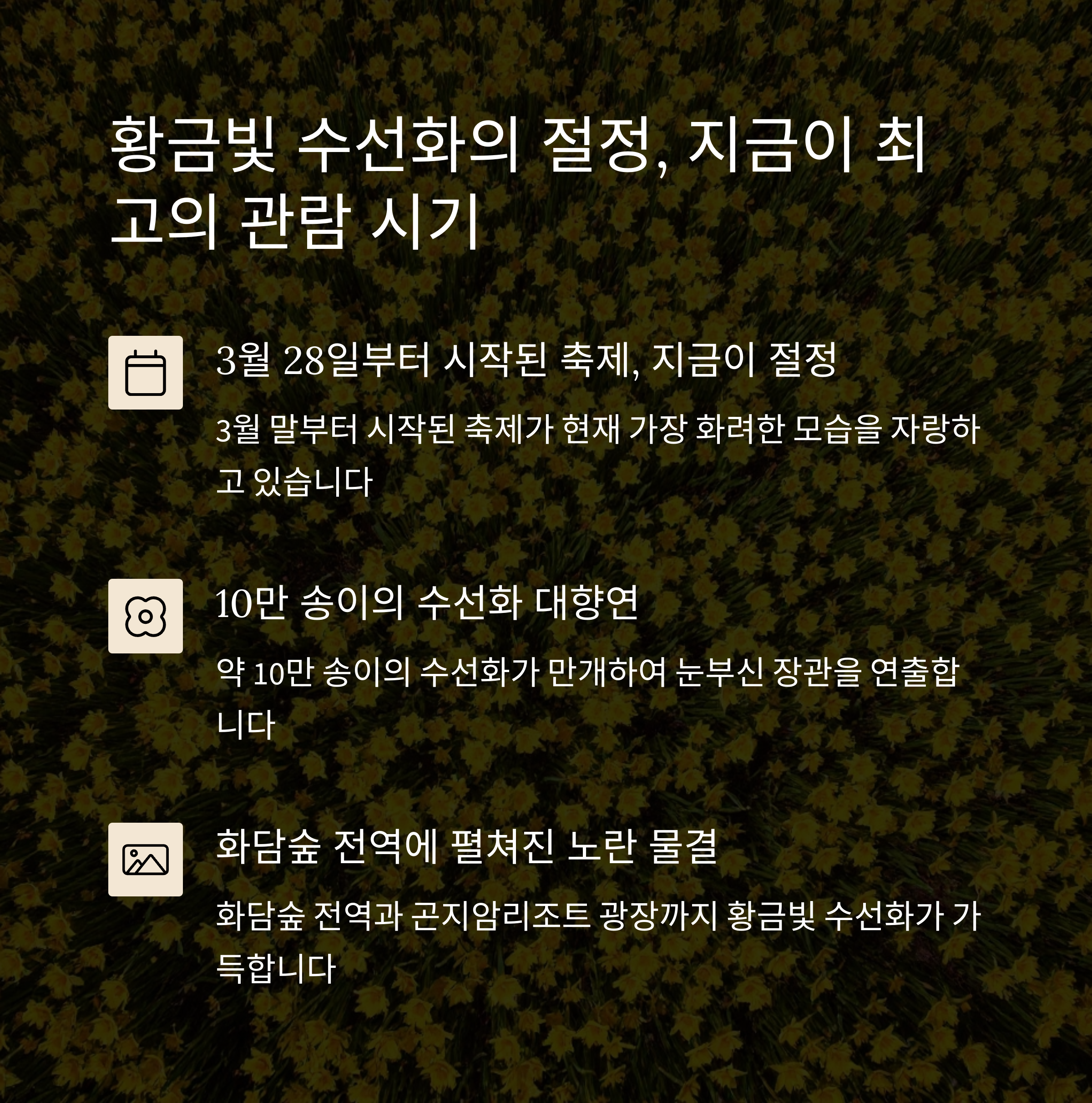 황금빛 수선화의 절정, 지금이 최고의 관람 시기