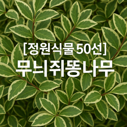 무늬쥐똥나무 : 정원의 윤곽을 살리는 사계절 무늬 상록 관목