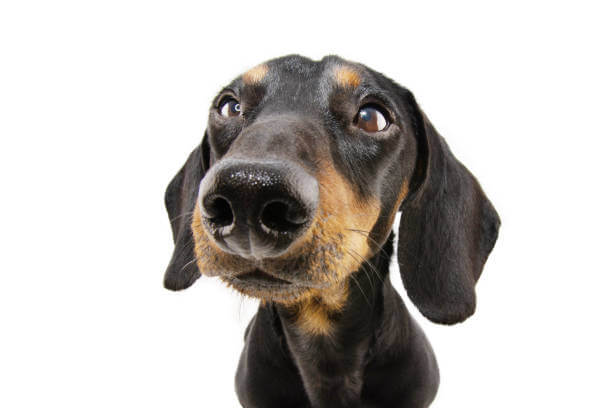 강아지 코 색소(색깔) 옅어지는 원인과 대처방법