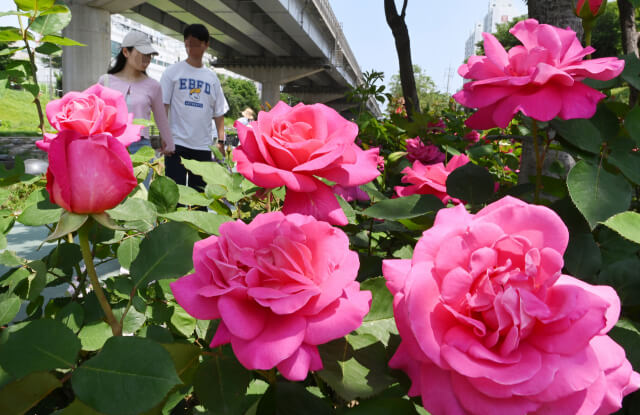 2024 서울장미축제 기간&amp;#44; 소개&amp;#44; 주차팁&amp;#44; 지도