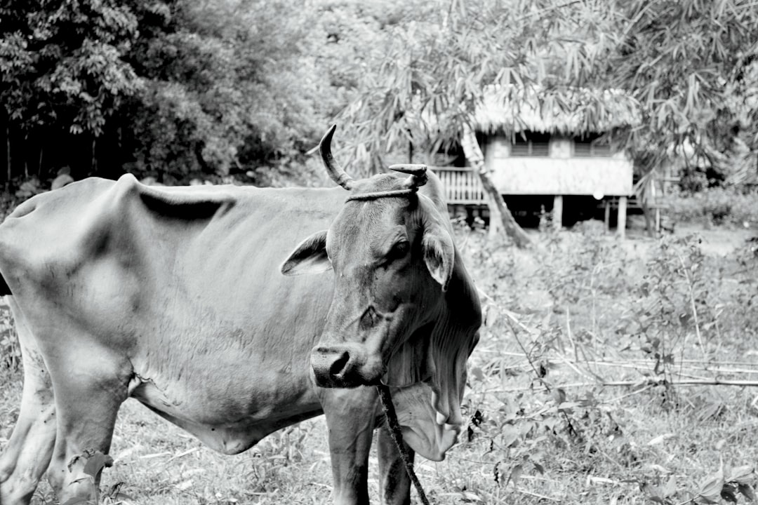 Ox